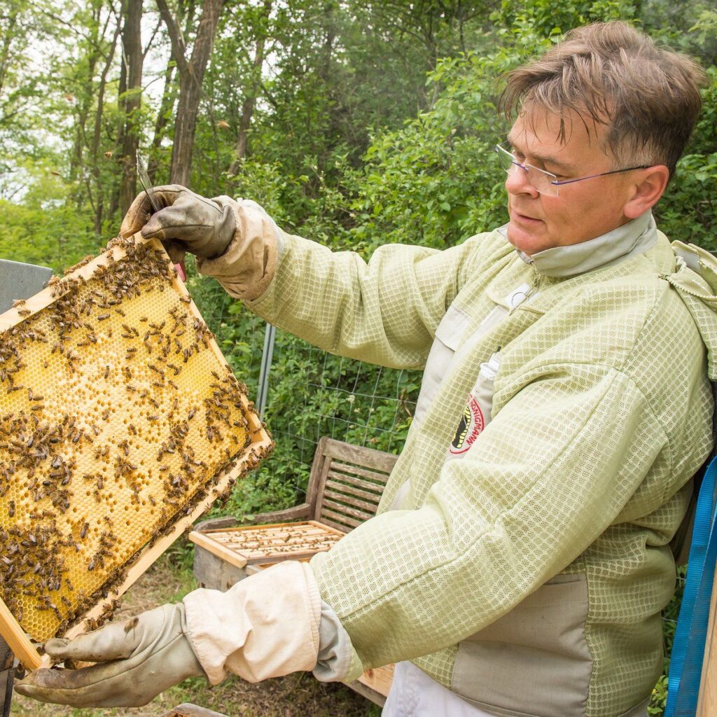 Günter Hödl an der Beute Imkermeister Günter Hödl mit Honigwabe am Bienenstand am Waschberg