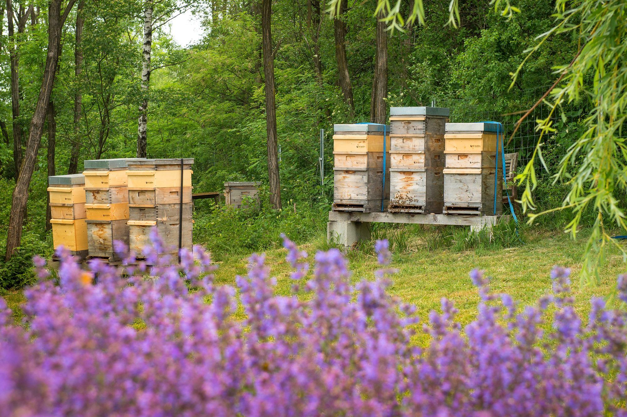 waschberg-bienenstand_knackig_2000 Bienenstände der Bio-Imkerei vom Waschberg im NATURA 2000 Naturschutzgebiet